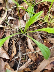 Plantago debilis
