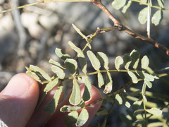 Prosopis glandulosa