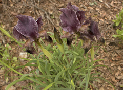 Iris kirkwoodiae