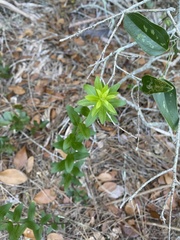 Myrcianthes fragrans