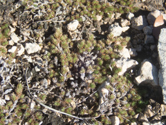 Selaginella wrightii