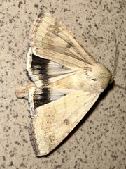 Noctuoidea
