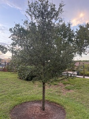Quercus virginiana