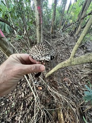 Strobilomyces strobilaceus image