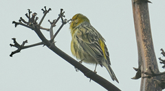 Serinus canaria