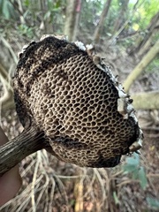 Strobilomyces strobilaceus image