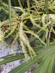 Thrinax radiata
