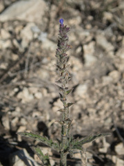 Verbena canescens