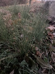 Juncus patens