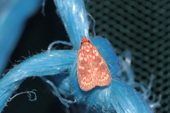 Himmacia