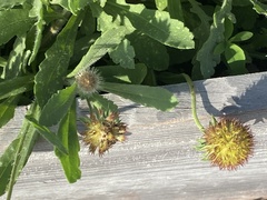 Gaillardia pulchella