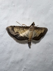 Marasmia