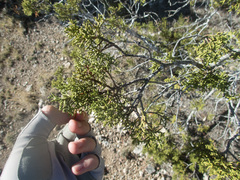 Juniperus pinchotii