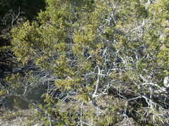 Juniperus pinchotii