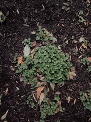 Hydrocotyle sibthorpioides