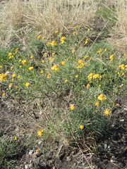 Helenium amarum