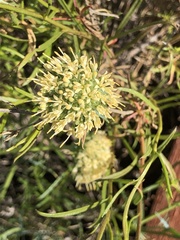 Calyceraceae