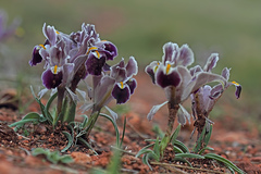 Iris persica