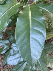 Persea borbonia