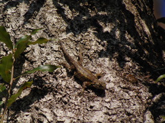 Sceloporus