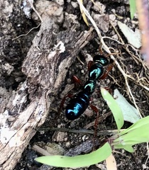 Diamma bicolor
