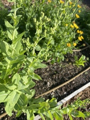 Heterotheca subaxillaris