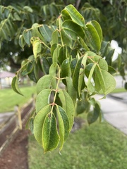 Swietenia mahagoni