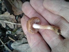 Psathyrella piluliformis