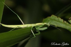 Coptopteryx argentina