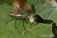 Peucetia rubrolineata