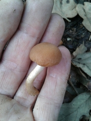 Psathyrella piluliformis