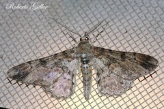 Iridopsis chalcea