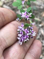 Lespedeza violacea