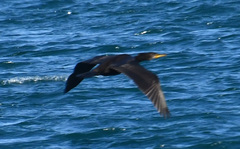 Phalacrocorax capillatus