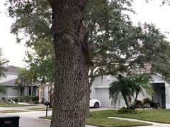 Sciurus carolinensis
