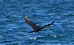 Phalacrocorax capillatus
