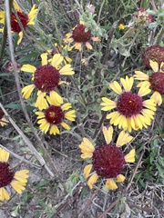 Gaillardia aestivalis