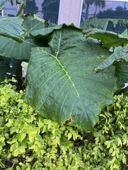 Xanthosoma