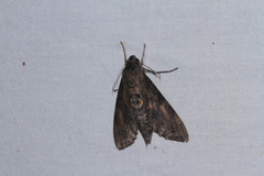 Isognathus scyron