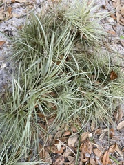 Tillandsia utriculata