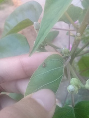 Bruchinae