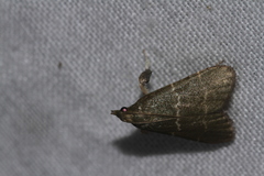 Chrysauginae
