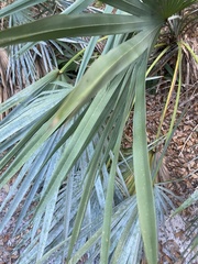Arecaceae