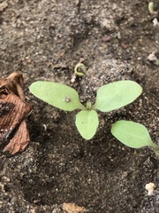 Solanum sanfurgoi