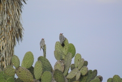 Melanerpes hypopolius