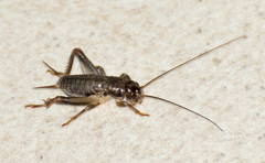 Anurogryllus