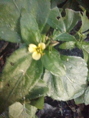 Synedrella nodiflora