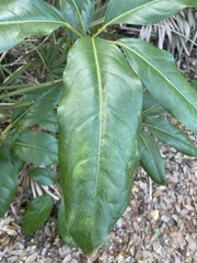 Sideroxylon foetidissimum