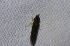 Proconiini