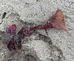 Rhodophyta